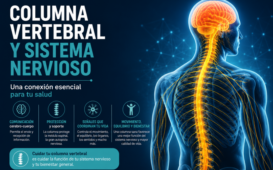Columna vertebral y sistema nervioso: una conexión esencial para tu salud